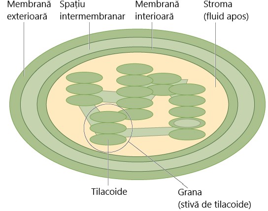 Structura cloroplastului