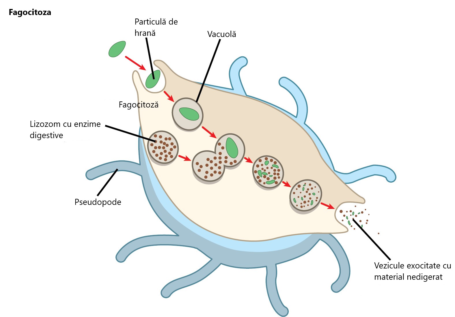 Procesul de fagocitoză