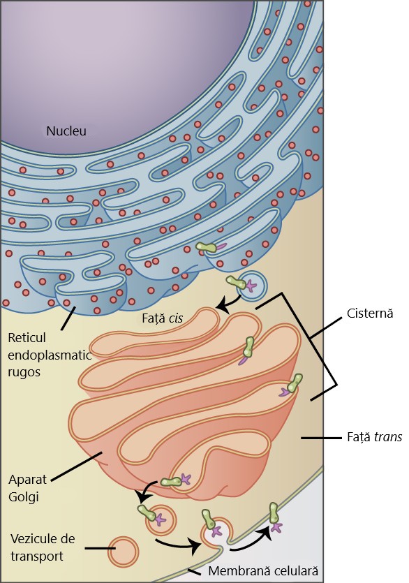 Sistemul endomembranar