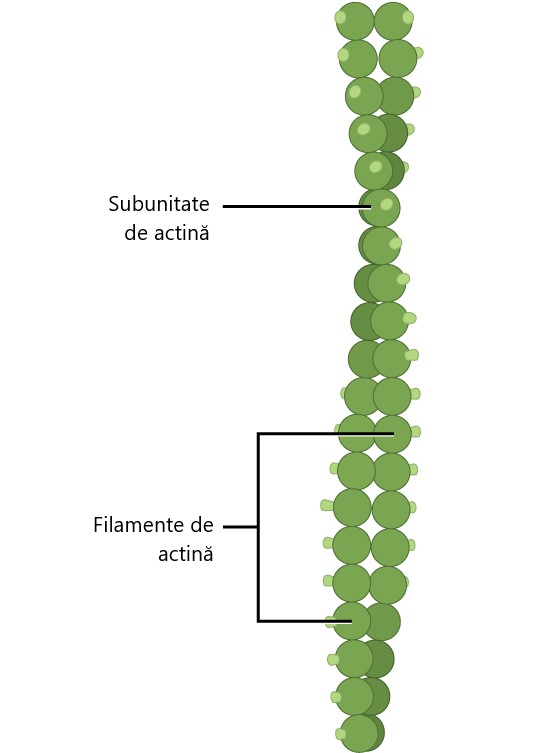 Structura unui microfilament