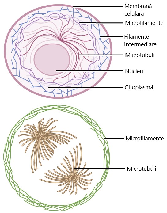 Tipuri de fibre din citoschelet