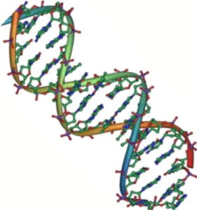 Dublul helix ADN