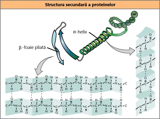 Structura secundară a proteinelor