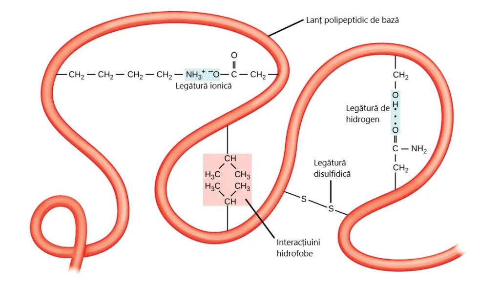 Structura terțiară a proteinelor