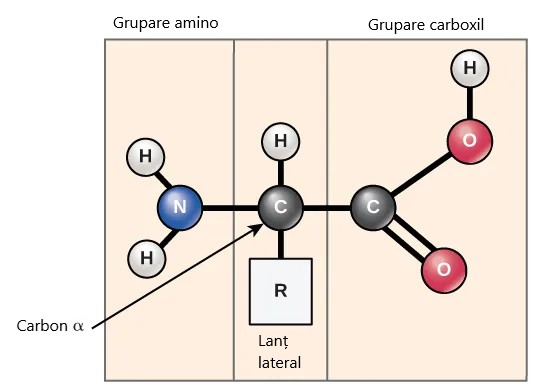 Structura unui aminoacid