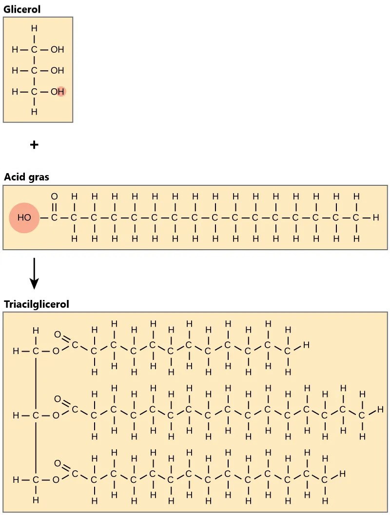 Structura unui triacilglicerol