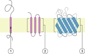 Proteine membranare integrate