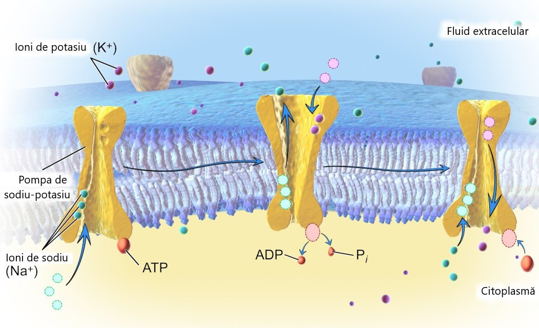 Transportul activ prin membrana celulară