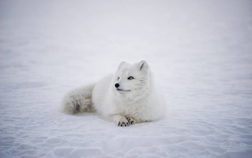 Vulpea arctică