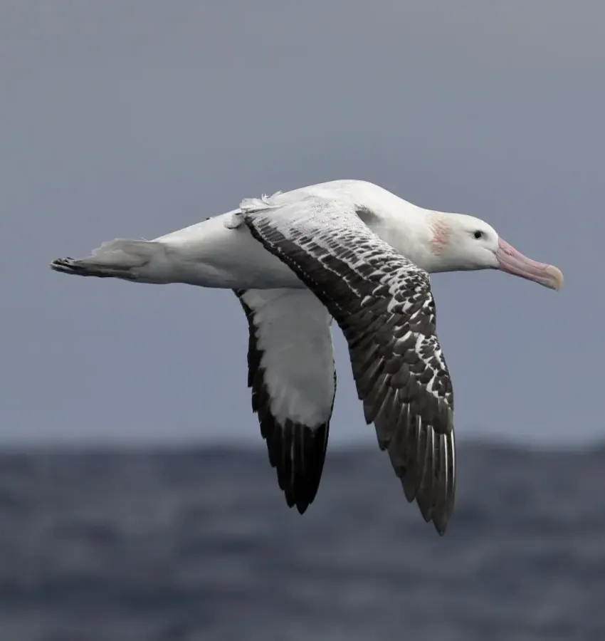 Albatrosul călător