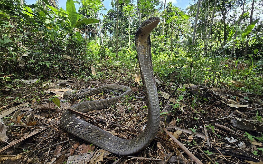 Șerpii veninoși, una dintre cele mai sofisticate linii evolutive de pe Pământ Șerpii veninoși, una dintre cele mai sofisticate linii evolutive de pe Pământ