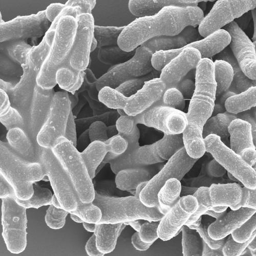 bifidobacterium